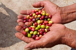 A pair of hands holding coffee berries.