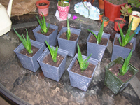 Aloe plants in blue square pots on a table, near other plants in  pink and brown pots.