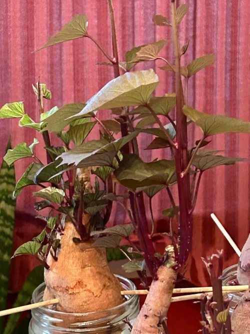 Slips growing on sweet potatoes