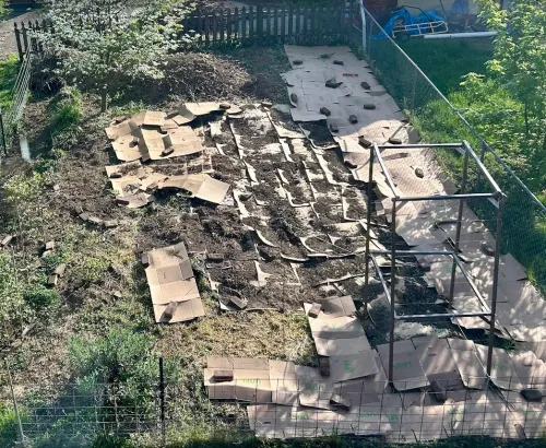 Flattened cardboard boxes covering winter cover crop that has been cut down; urban back yard