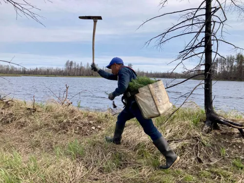 Person with pine seedling in hand about to plant it and many more in bag on the side of a lake