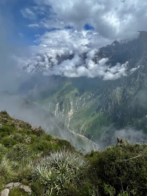 deep canyon with clouds above and cacti below