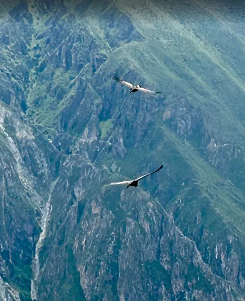 Andean condor couple soaring above Colca Canyon
