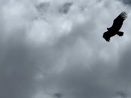 condor sillouette below clouds