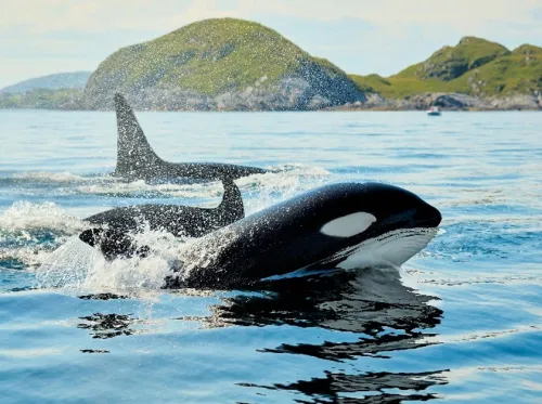 Orcas surfacing for air