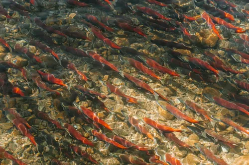 Many salmon swimming in shallow water upstream