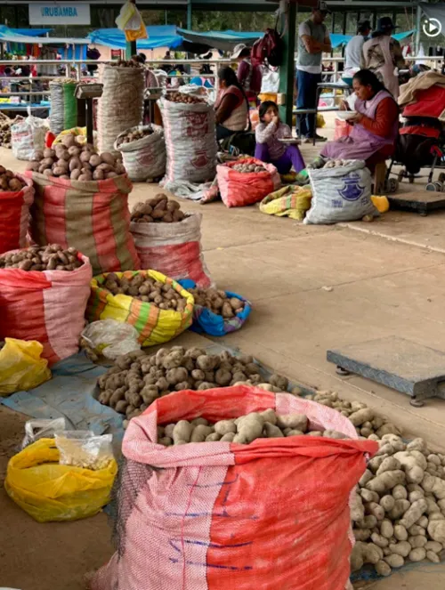 market with lots of women sellers and potatoes in large bags