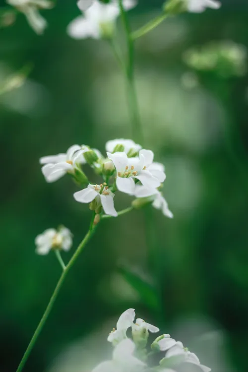 Beautiful white flowers in front of blurred outdoor backdropPhoP
