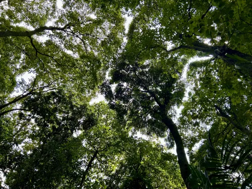 Looking up at a tree canopy with spaces between the leaves of trees