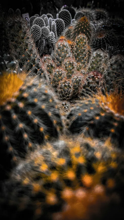 gorgeous array of peyote cacti