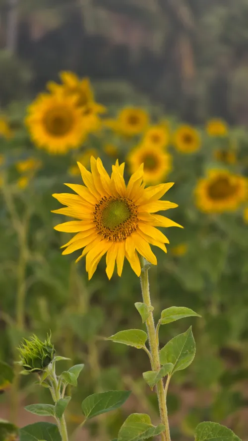 sunflower