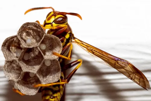 Paper wasp making nest