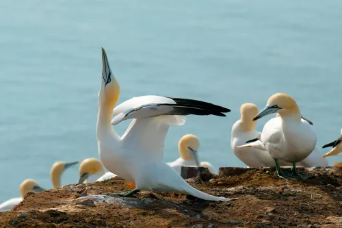 Northern gannets hanging out on the ground near water