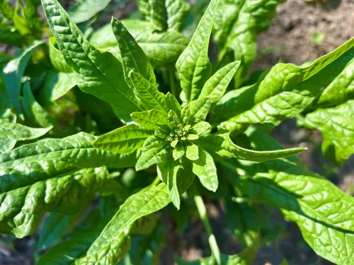 spinach in garden close up taken from above