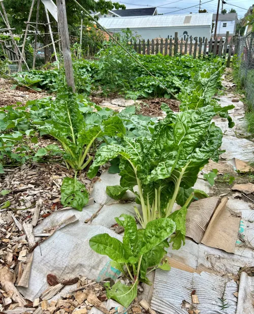andrew's backyard with chard, tomatoes and sweet potato plants visible