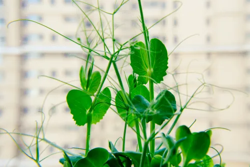 Pea shoots growing in a room