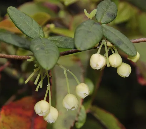 photo of Boquila plant with leaves and flowers