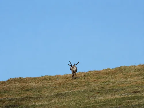 Caribou by Andrew Black
