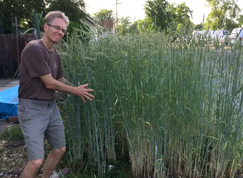 andrew standing next to rye cover crop in back yard