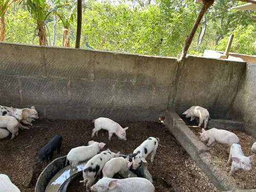 Pigs milling about
