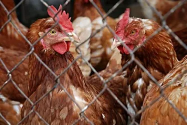 red hens behind fence