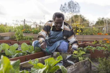 An older man tends to plants in a raised-bed garden. 