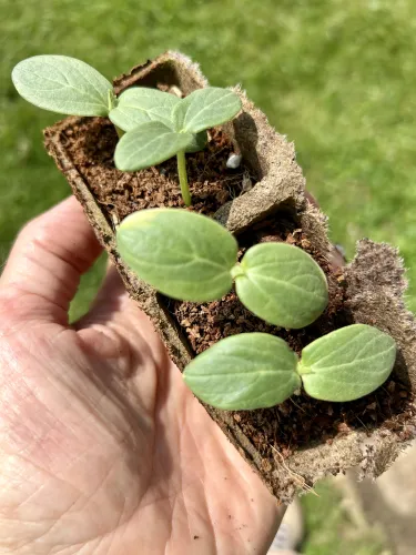 Two tiny cucumber seedlings held in my hand