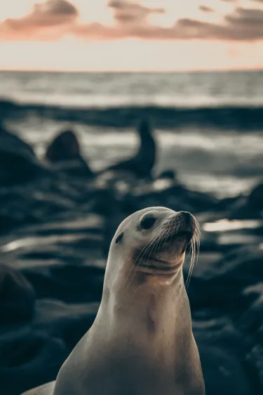 Seal in front of bay at dusk