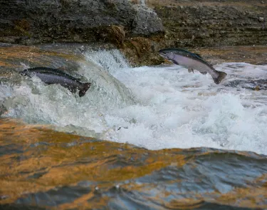 Two trout jumping the rapids