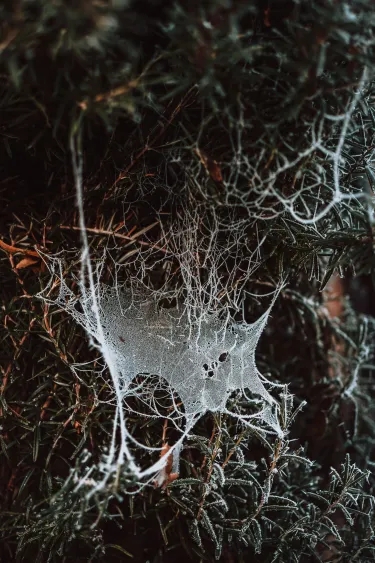 Soil permeated with white mycorrhizal fungi