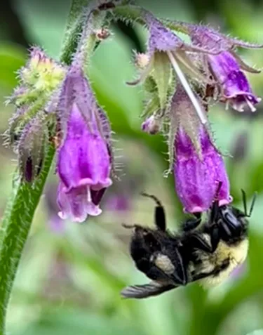 Bumblebee hanging from a small purple flower