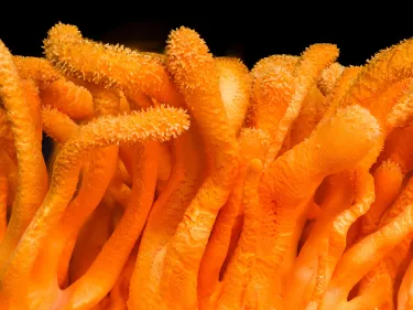 cordyceps militaris mushrooms on green moss