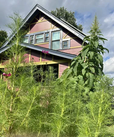 Cosmos and green amaranth with Andrew's house in the background