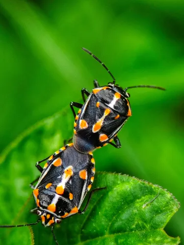 Two Harlequin cabbage bugs mating on a leaf