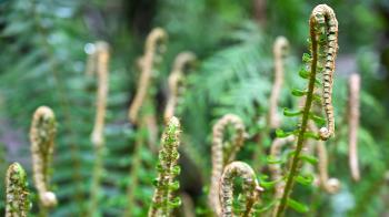 Greenery curled like a cane in a moist, green springtime forest.