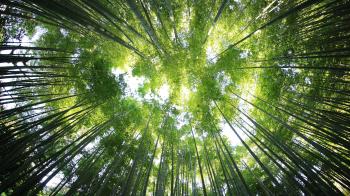 Sun peaks through a forest canopy of trees