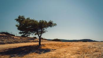 a tree stands on dry ground