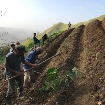 Boricua-men working in a garden