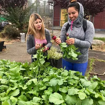 two women picking fresh radishes