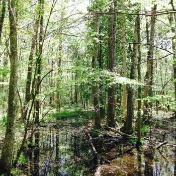 A swamp with a lot of trees. 