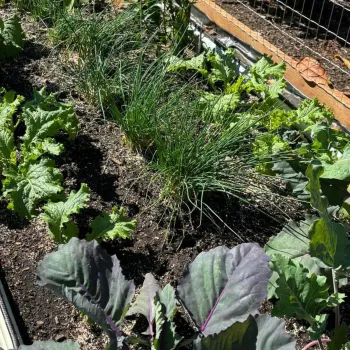 vegetables in the garden