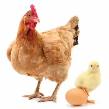 chicken and chick