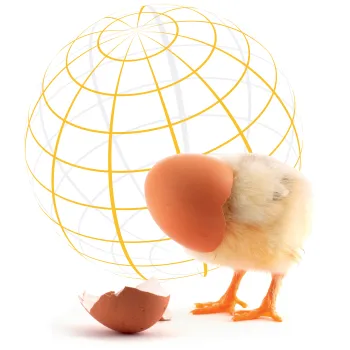 baby chick hatching