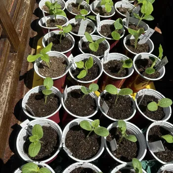 Starting seedlings