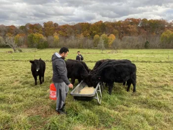 Cows being fed