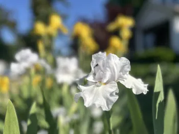 White iris with blurry yellow irises behind