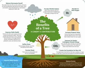 Benefits of trees infographic