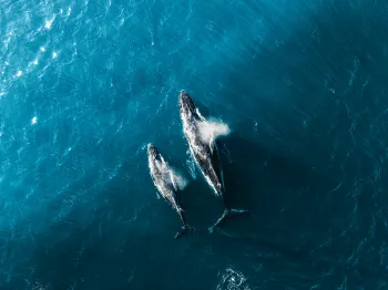 Humpback whales - a large one and smaller one, probably an offspring swim in the ocean