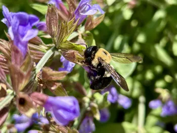 bumble bee flying near sage flower 