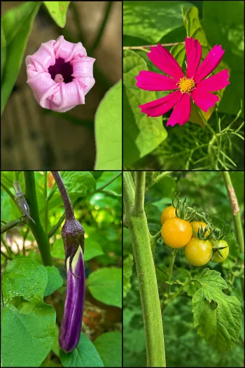4 photos in a collage: sweet potato bloom, cosmos flower, grape tomatoes and eggplant
